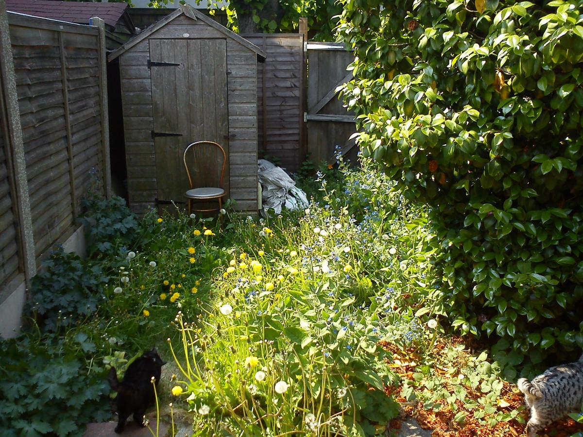 My garden before